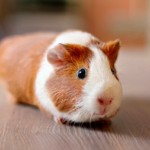 Bọ ú lông xù guinea pig giá rẻ tp hcm gò vấp