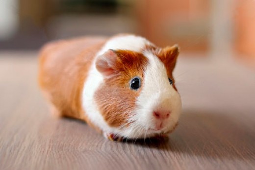 Bọ ú lông xù guinea pig giá rẻ tp hcm gò vấp