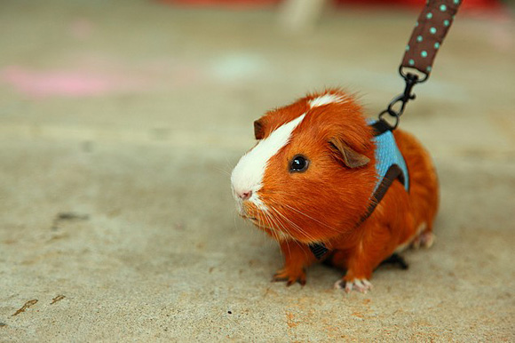 Bọ ú lông xù guinea pig giá rẻ tp hcm gò vấp