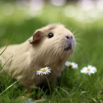 Guinea pig English