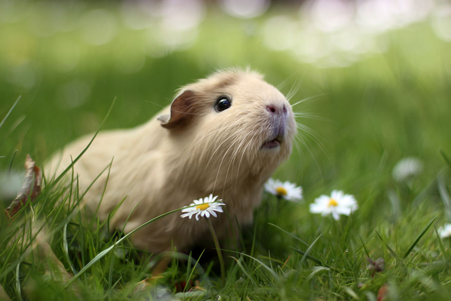 Nuôi bọ ú lông xù guinea pig toàn tập