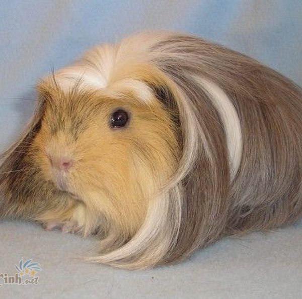 guinea pig coronet