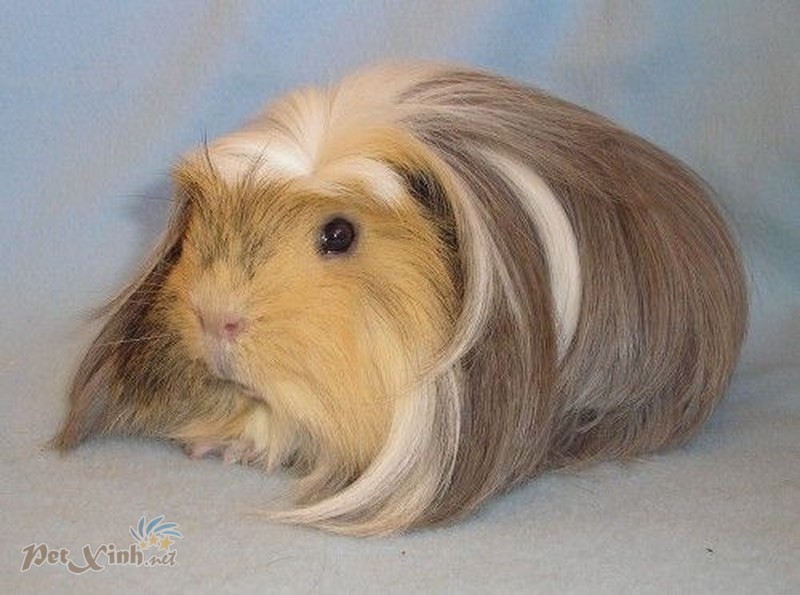 Pretty Coronet_ Love the color_ (Copy) guinea pig coronet