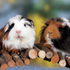 guinea pig coronet