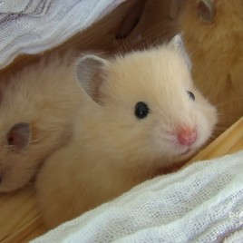 chuột hamster bear
