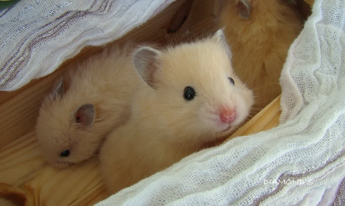 Kết quả hình ảnh cho hamster bear