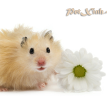 Hamster bear giá rẻ Gò Vấp TP. Hồ Chí Minh