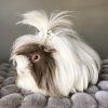 guinea pig coronet