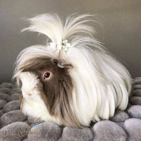 guinea pig coronet