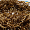 sâu khô sâu gạo sấy khô