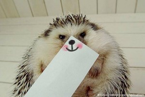 Vấn đề răng miệng ở nhím kiểng 2
