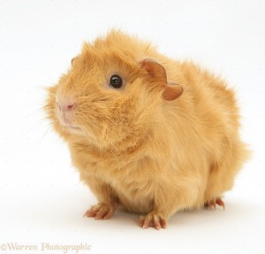 Các chủng loại guinea pig 1