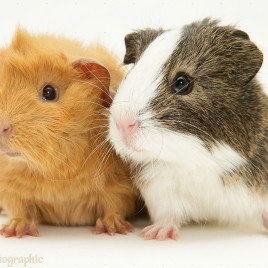 guinea pig bọ ú lông xù
