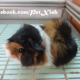 Guinea Pig Aby Nhỏ