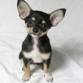 chihuahua thanh lý giá rẻ