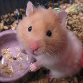 Hamster thanh lý tại TP.HCM