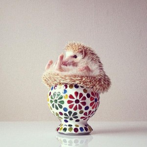 50 cách gần gũi nhím kiểng