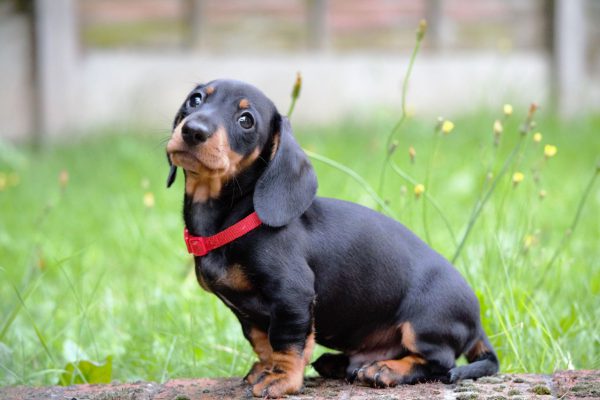 chó dachshund chó lạp xưởng