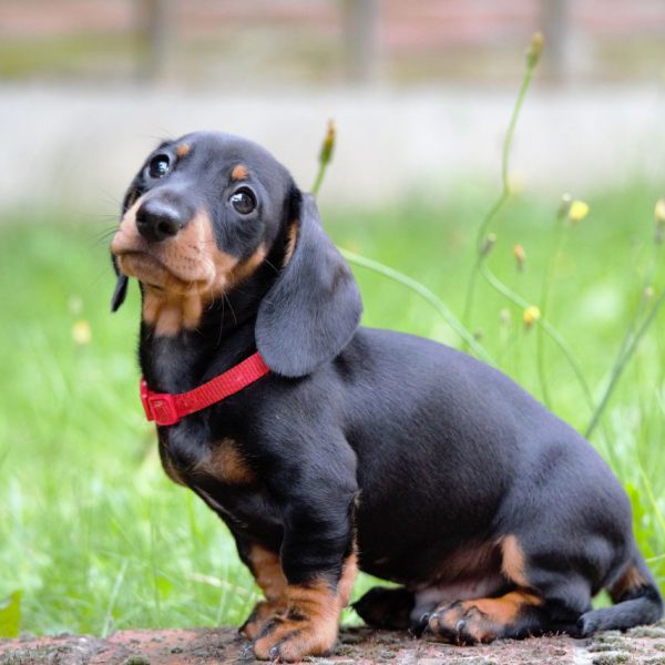 chó dachshund chó lạp xưởng