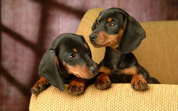 chó dachshund chó lạp xưởng