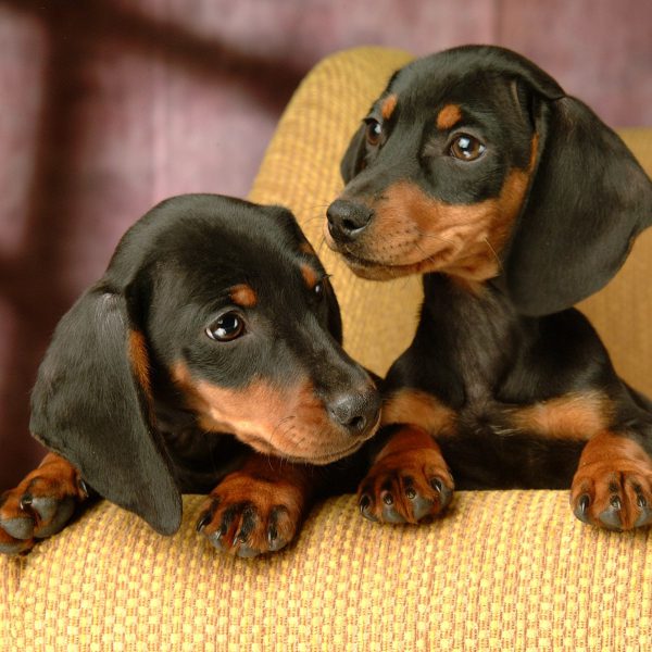 chó dachshund chó lạp xưởng