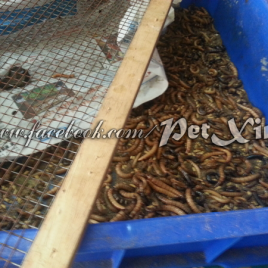 Sâu superworm tươi