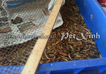 Sâu gạo - Con dao 2 lưỡi của nhím kiểng 2