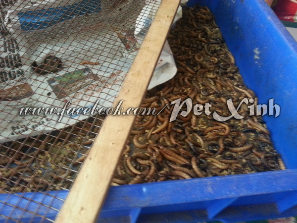Sâu superworm tươi 1