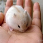Hamster winter white