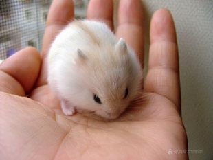 Hamster winter white
