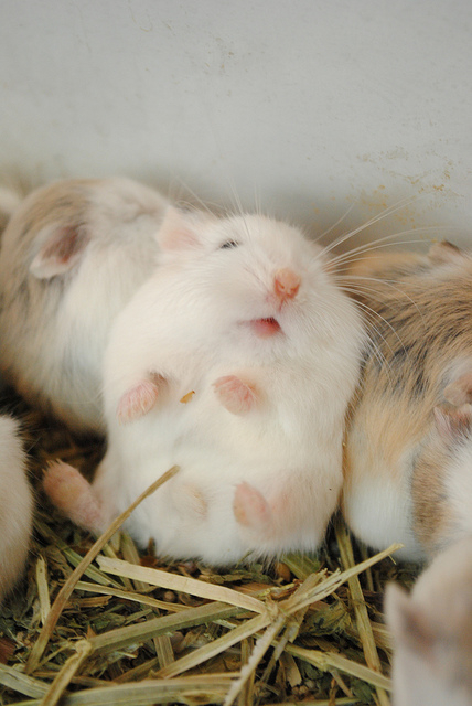 Hamster winter white