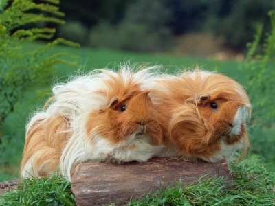 Guinea pig silky