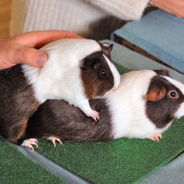 guinea pig dutch
