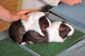 guinea pig dutch