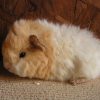 Guinea pig texel