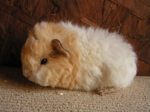 Các chủng loại guinea pig 8