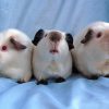 guinea pig Himalaya