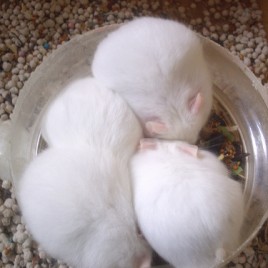 Hamster Abino