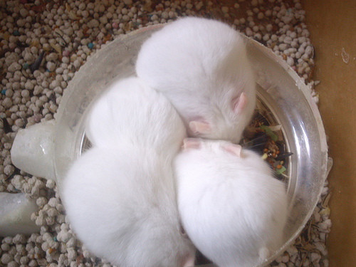Hamster Abino