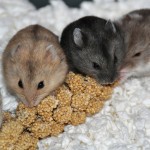 Hamster campbell