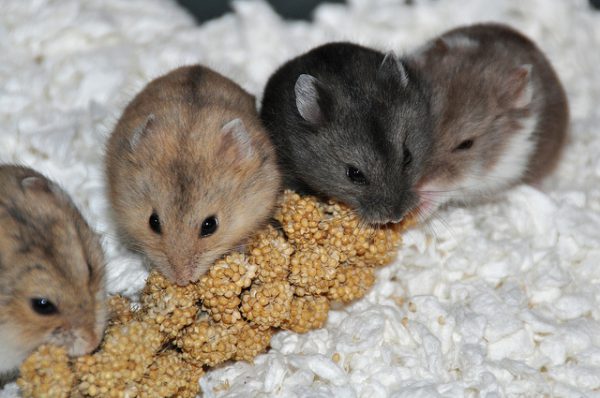 Hamster campbell