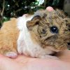 Bọ ú lông xù guinea pig tam thể