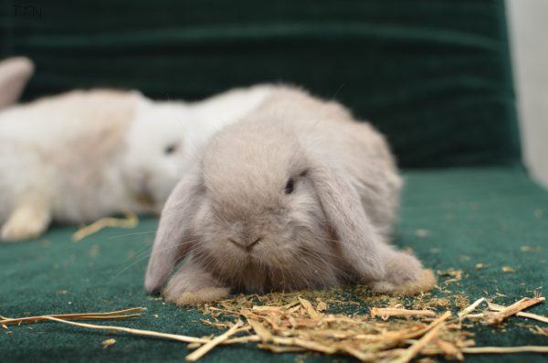 Thỏ kiểng mini lop