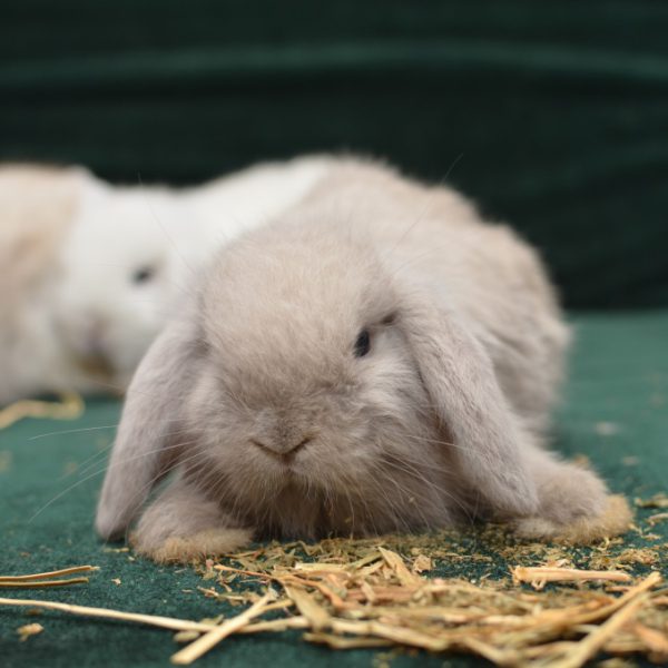 Thỏ kiểng mini lop
