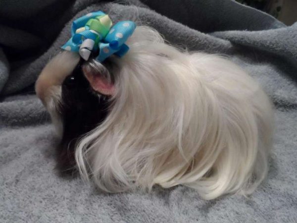 guinea pig peru
