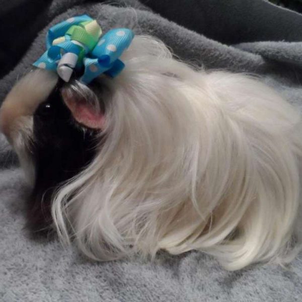 guinea pig peru