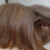 Guinea pig Peru 1