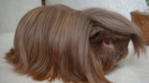 Các chủng loại guinea pig 4