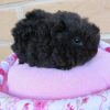 bọ ú lông xù guinea pig texel đen