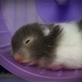 Hamster Panda